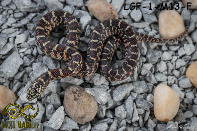 Lampropeltis, getulus, floridana, brooksi, korálovka, Floridana kingsnake, Whiteside, Hypo, Mojihadi.cz, chov hadů, snakes Lampropeltis, getulus, floridana, brooksi, korálovka, Floridana kingsnake, Whiteside, Hypo, Mojihadi.cz, chov hadů, snakes